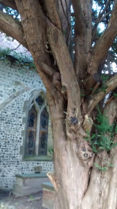 A thousand year old tree at the entrance to St Wulfran's Church, Ovingdean
